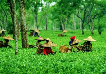 Dharamshala & Bir Paragliding Tour